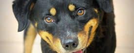 BRIAN NEEDS A HOME!!