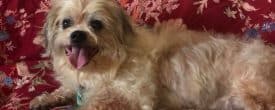 HAPPY ADOPTION DAY FRANKY!!