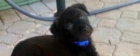 Mommy Godivas puppies are doing Fantastic…