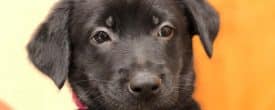 PUPPIES! PUPPIES! PUPPIES!