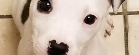 Puppy Juliette