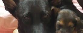HELP US FIND FOREVER LOVING HOMES