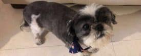 This sweet female Shih Tzu will be available for Adoption next week.