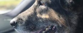 This is an urgent call for an adopter or foster for our dog Shayna, now Layna..