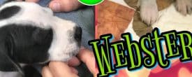 Puppy Webster