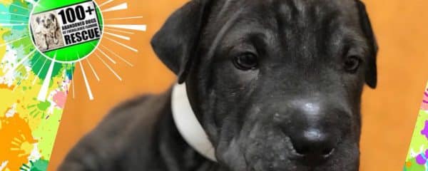 More puppies ….