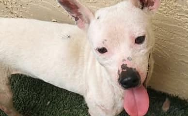 Zach needs a loving home…