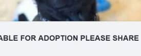 All available for adoption!