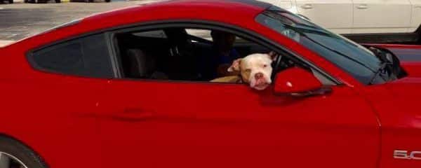 Today is Take a Rescue Dog to work!