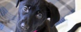 GILLIAN MALINOIS LAB MIX