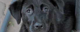 Ginny a malinois lab mix Available for adoption