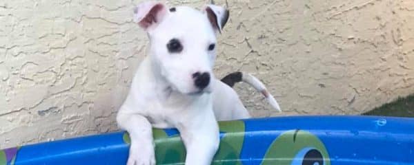 Juliet and Jess still need a forever loving home!