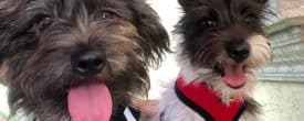 Happy double adoption day Larry and Lyvia!