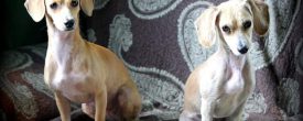 THIS SWEET BONDED PAIR