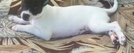 This sweet beautiful girl Namaste is available and looking for her Forever home.