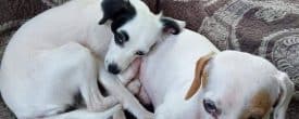 A DOG not need to be a purebred to be PURE AT HEART.