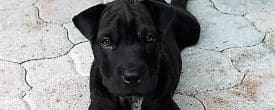 Mr. Wiggles is Finally Home!!!