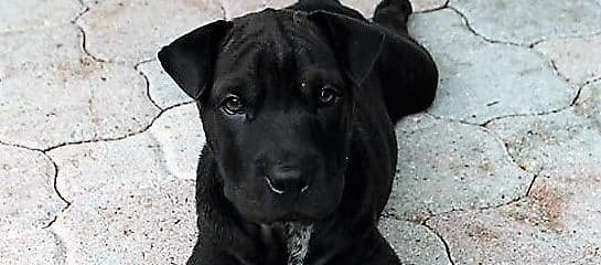 Mr. Wiggles is Finally Home!!!