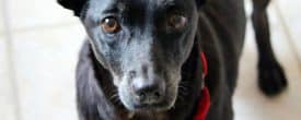 Sweet, beautiful Xena is looking for her forever family.