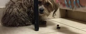 Anny and Pepper, so scared!