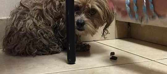 Anny and Pepper, so scared!