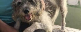 Bailey saved for Miami Dade Animal Services .