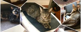 All 6 kittens and their Mommy are in need of loving homes.
