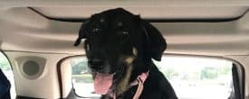 Beautiful Morena 3-4 yrs of age Pure Perfection