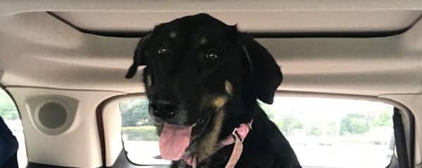 Morena is still up for adoption!