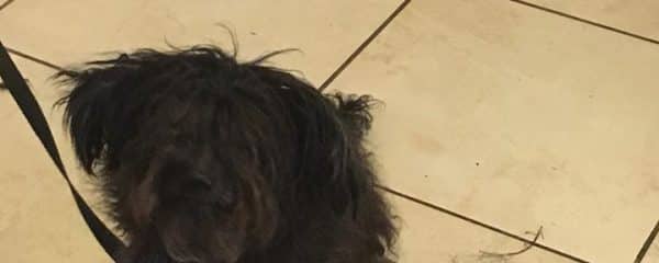 Welcome Pepper to 100+
