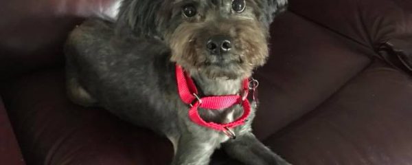 Meet Pepper!