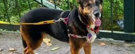 Leyna is looking for her forever home…