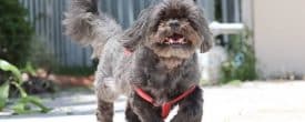 DUKE NEEDS A FOREVER LOVING FAMILY