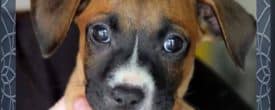 It’s Puppy Time!!! Capri