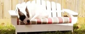 Our beautiful girl Disco has been known to be quite the sun worshiper!
