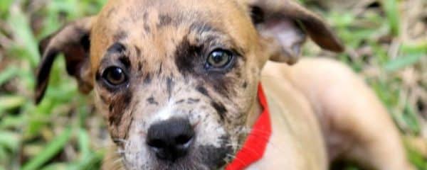 Happy Adoption day Fiji now renamed Daisy