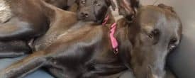 BONDED MOMMY GODIVA & HER SON GAGE