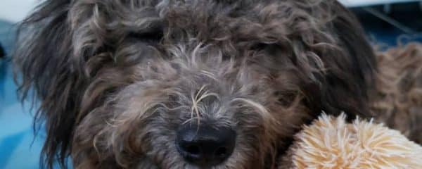 Sweet Muppet …