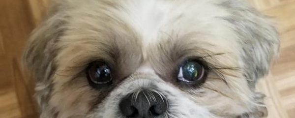 Happy Adoption day Sheldon