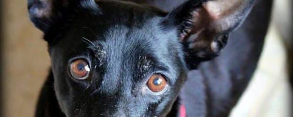 Xena looking for her forever home.