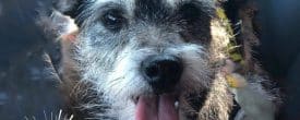 Annabelle needs her loving forever home…