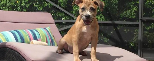 Sweet Bimini 8 weeks of age Available for adoption.