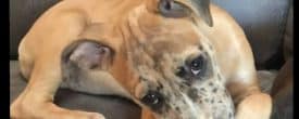 Happy Adoption day Bimini now Roxie