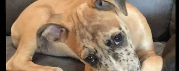Happy Adoption day Bimini now Roxie