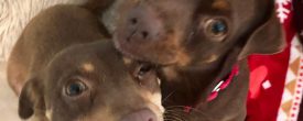 More Mommy Brownie, Daddy Chip and their 4 babies