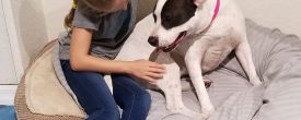 “Dogs do speak, but only to those who know how to listen”