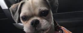 Porcelain is officially adopted!