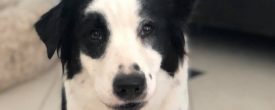 Happy Adoption day Skye!!!
