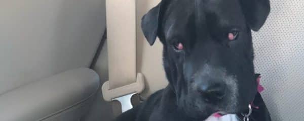 Today is surgery day for Zoey aka whoopi double cherry eye removal…