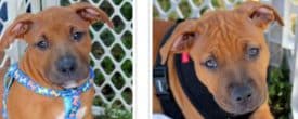 Baldwin & Benson are up for adoption!